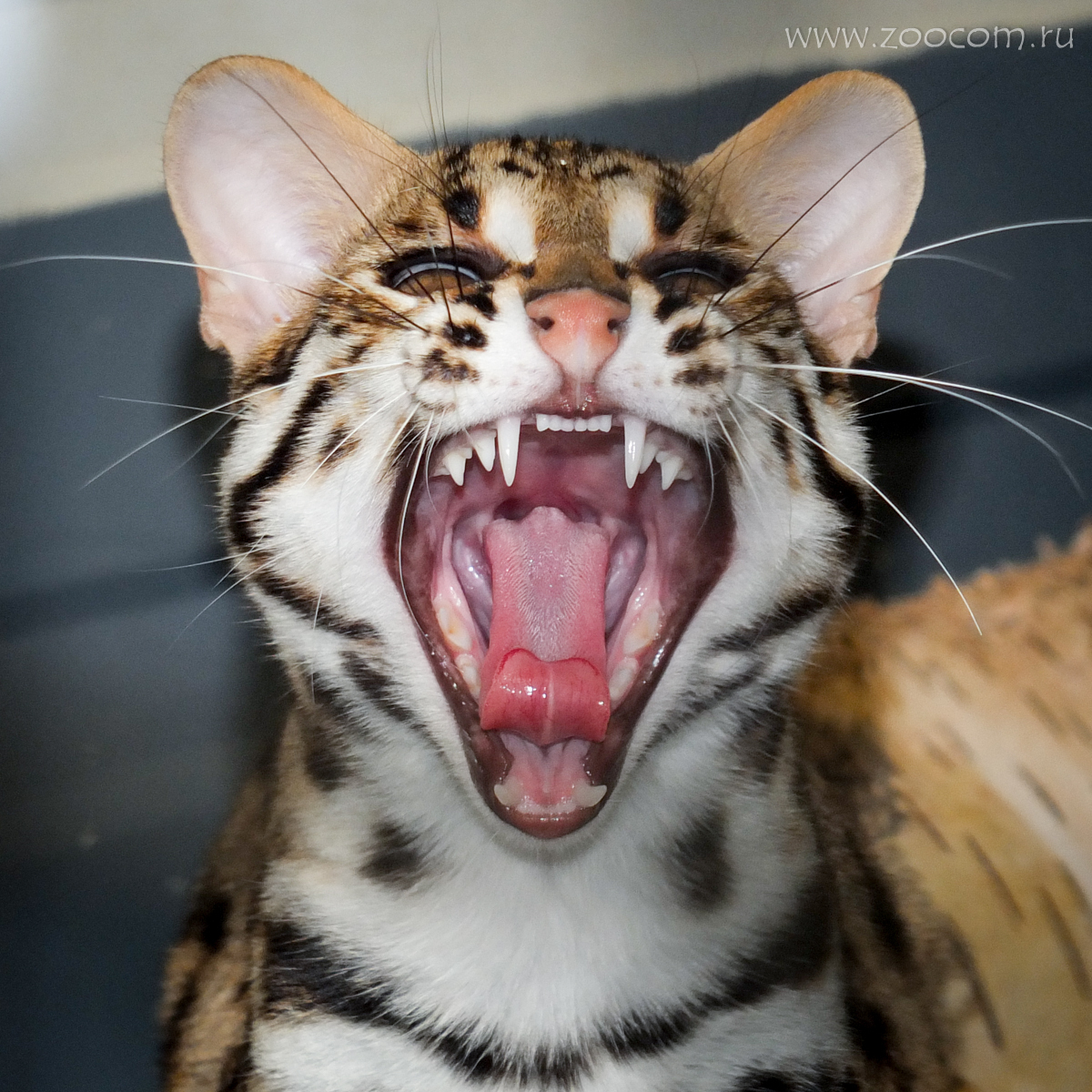 Leopard cat: is it really possible to tame it? - My, Animals, Exotic animals, Bengal cat, , Alcoholism, Video, Longpost