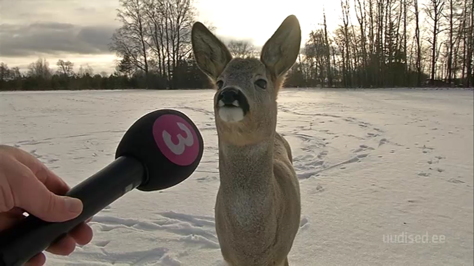 Estonia. - Deer, news, Estonia, Deer