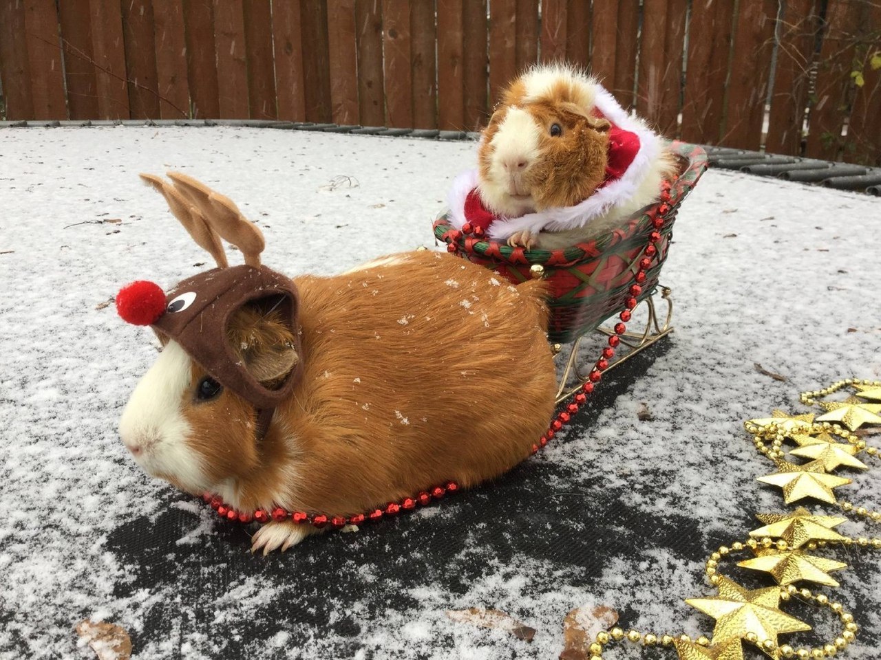 Cheer up in the spring cold - Snow in spring, Guinea pig, Sled