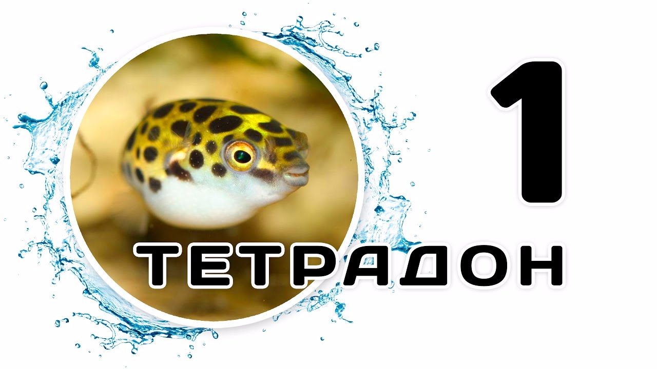 Tetradon. Part 1. Dwarf tetradon. River or green tetradon - Pufferfish, Dwarf tetradon, , Aquarium fish, Aquarium, Angelfish, Scalariki, Video, Longpost