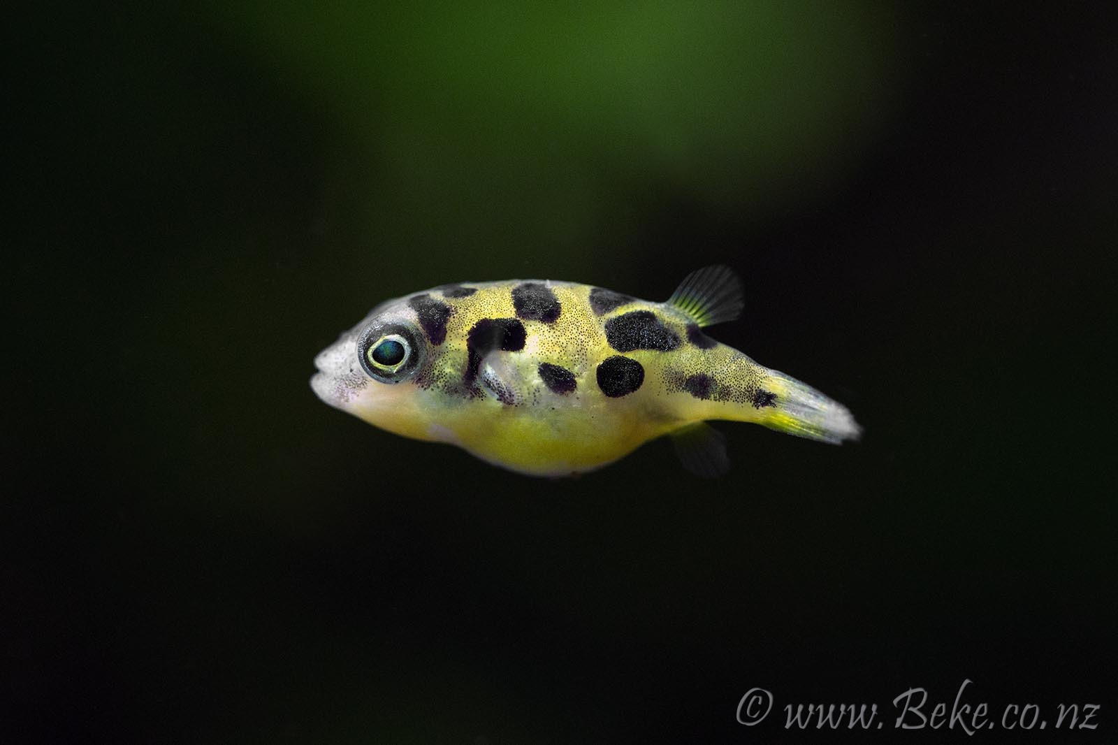 Tetradon. Part 1. Dwarf tetradon. River or green tetradon - Pufferfish, Dwarf tetradon, , Aquarium fish, Aquarium, Angelfish, Scalariki, Video, Longpost