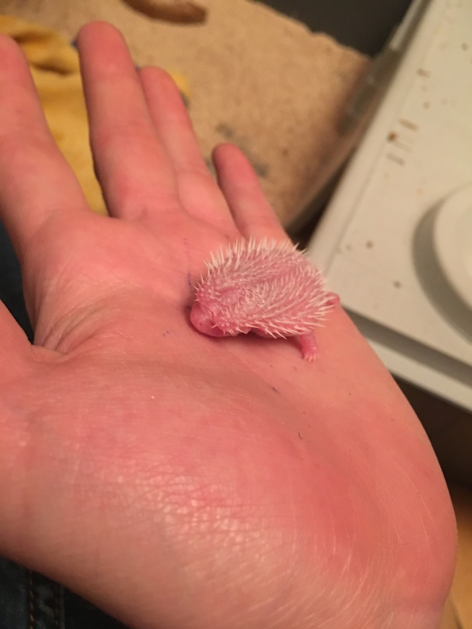 Newborn African Pygmy Hedgehog - My, Hedgehog, African pygmy hedgehog, Animals, Milota