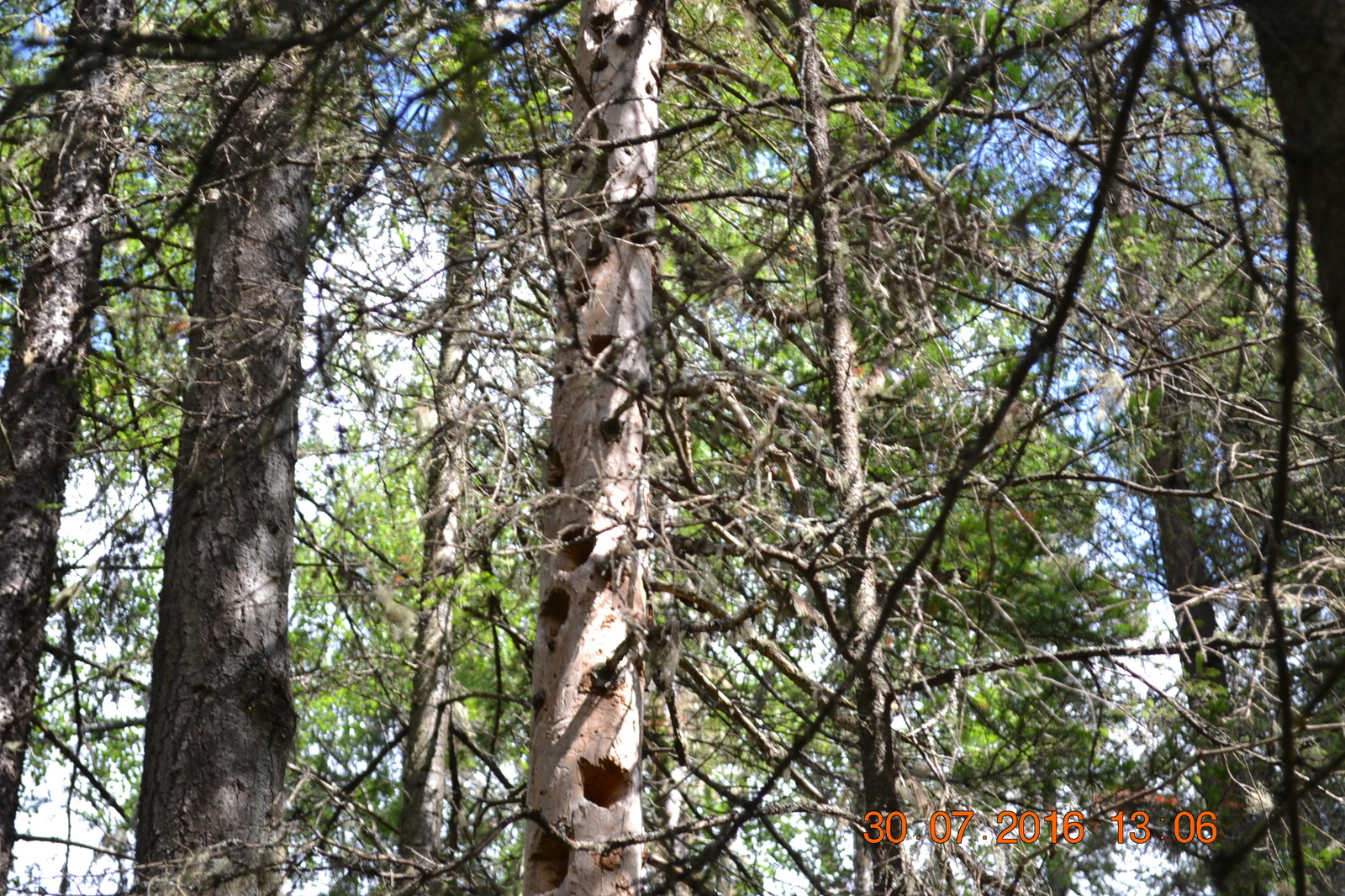 Bird high-rise building - My, Birds, Forest