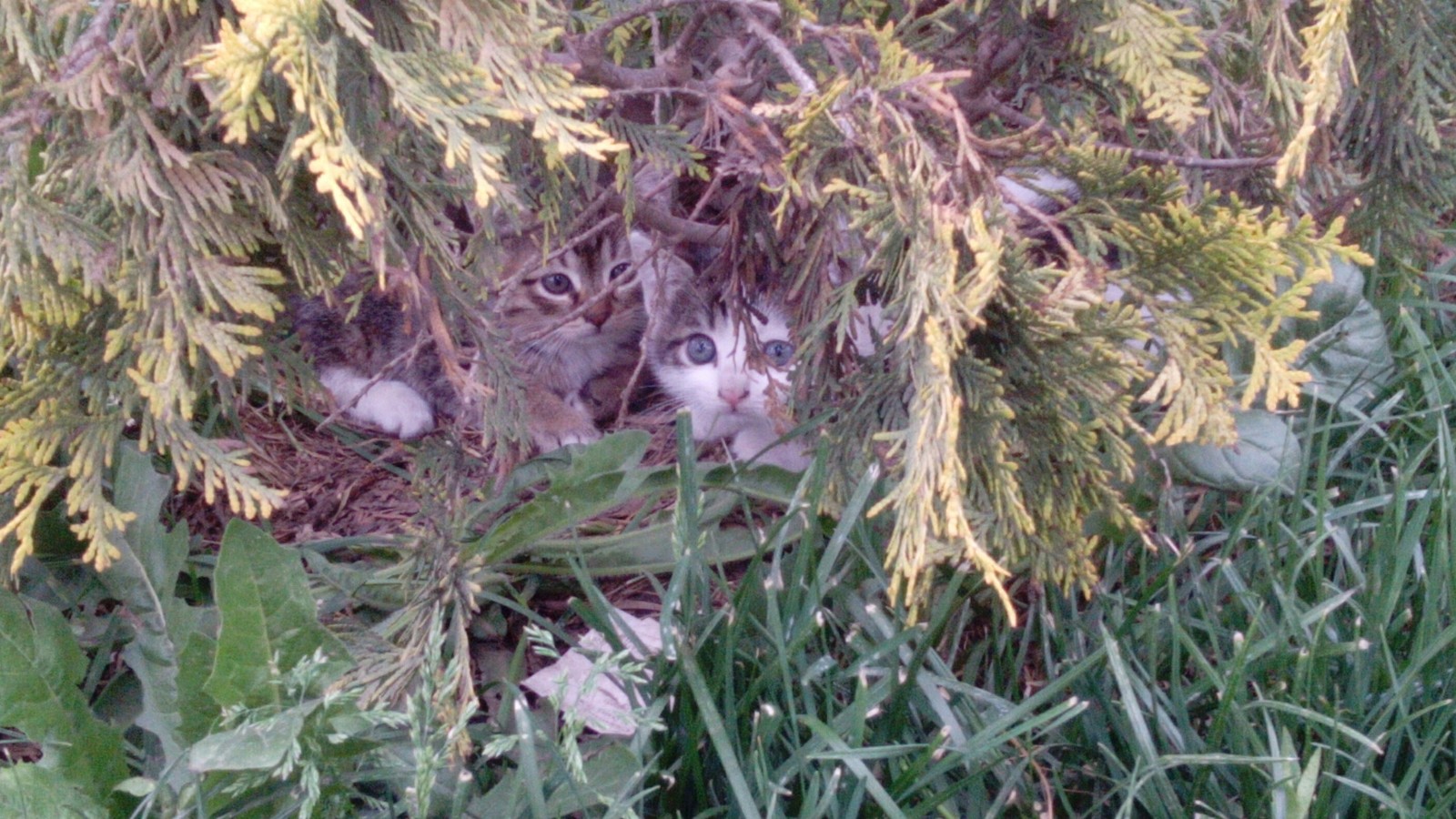 Kittens. Krasnodar. Avtolyubiteley st. 52 - Cats and kittens, The street, cat