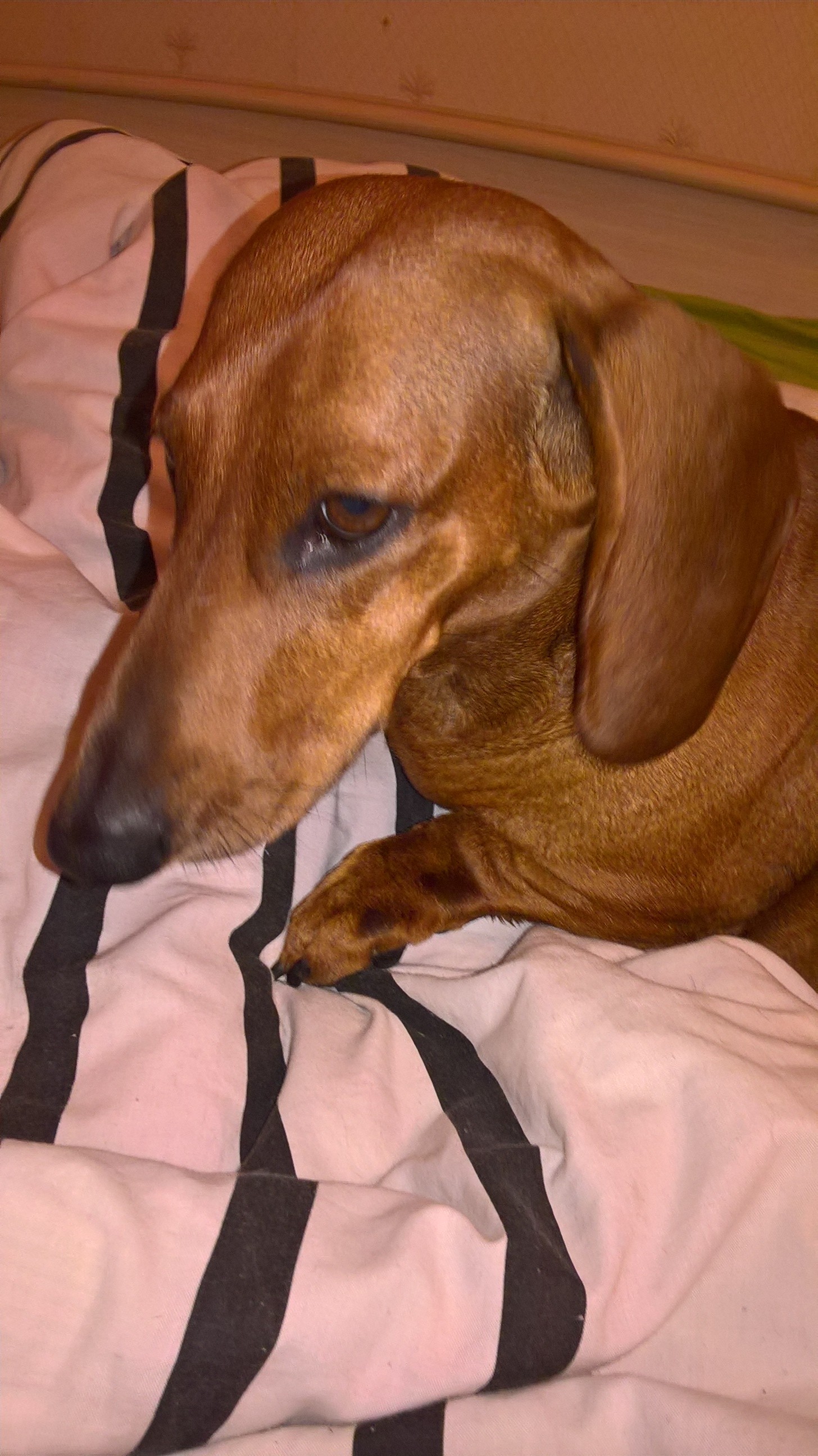 Stories about my dachshund Bonechka - My, Dog, Bonya, Dachshund, Friend of human, Longpost