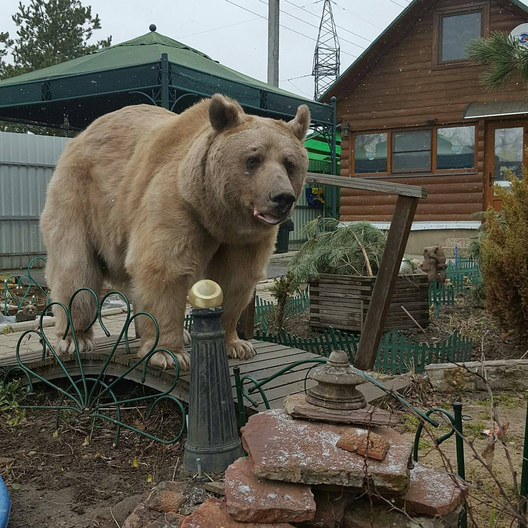 Don't worry, he doesn't bite - The Bears, Courtyard