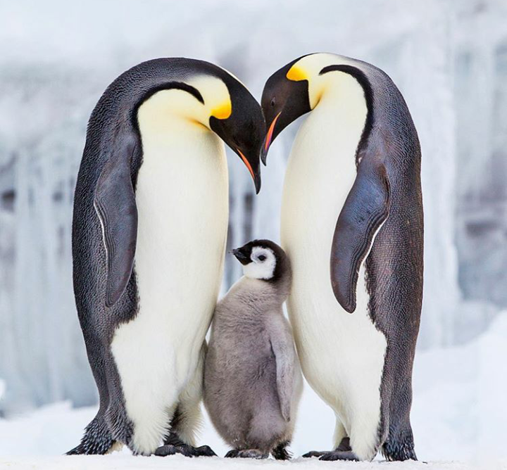 Father, mother and me)) - Family, Penguins