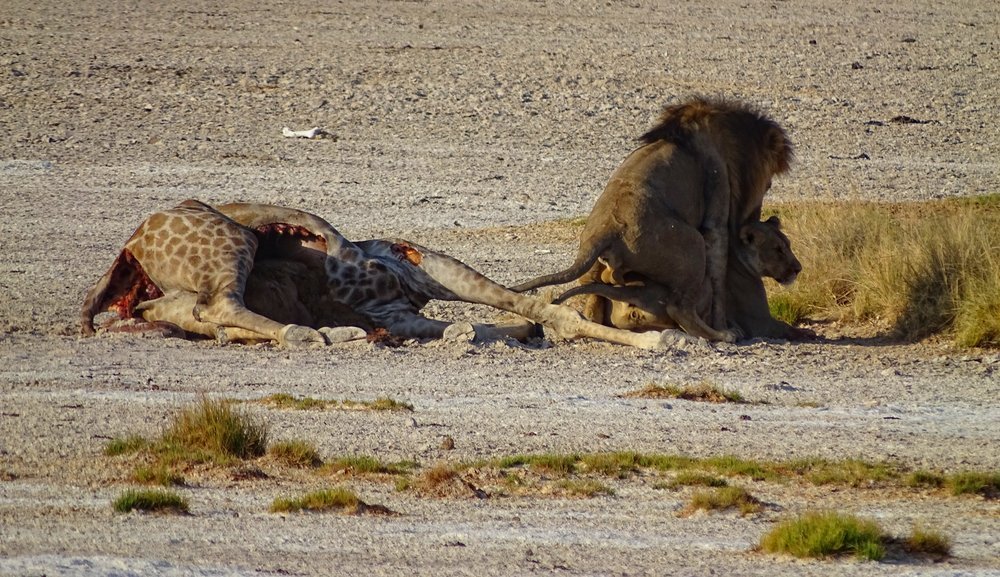 Reminded - Namibia, Giraffe, Reddit