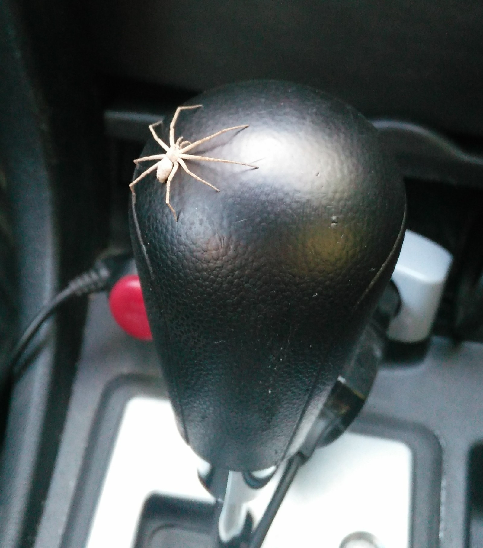 Stranger in the car - My, Uninvited guests, watch out for the car, Spider, Longpost