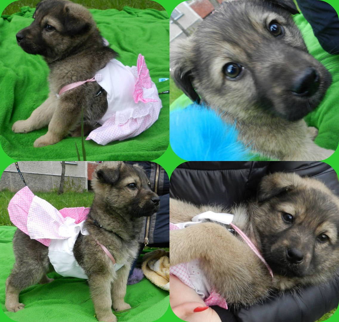 They threw it over the fence of a military unit, in a sack. The commander said to strangle it... - Dog, The rescue, Minsk, Not mine, Longpost