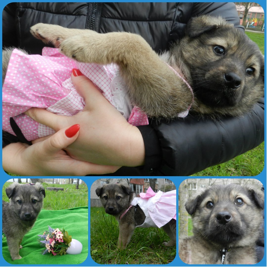 They threw it over the fence of a military unit, in a sack. The commander said to strangle it... - Dog, The rescue, Minsk, Not mine, Longpost