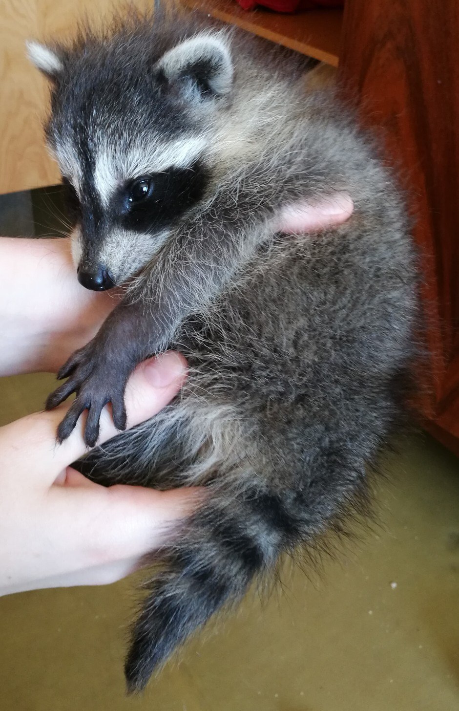 Little Raccoon - My, Raccoon, The photo, Milota, Young