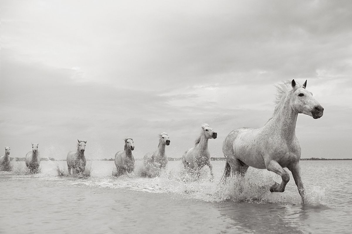 Camargue horses - Horses, Camargue, France, The park, Animals, wildlife, beauty of nature, The photo, Longpost