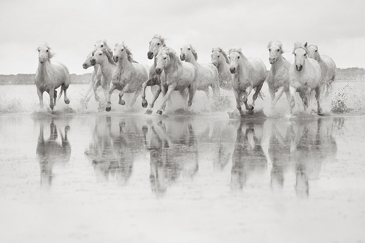 Camargue horses - Horses, Camargue, France, The park, Animals, wildlife, beauty of nature, The photo, Longpost