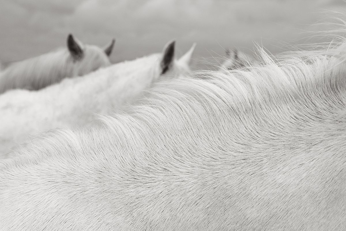 Camargue horses - Horses, Camargue, France, The park, Animals, wildlife, beauty of nature, The photo, Longpost