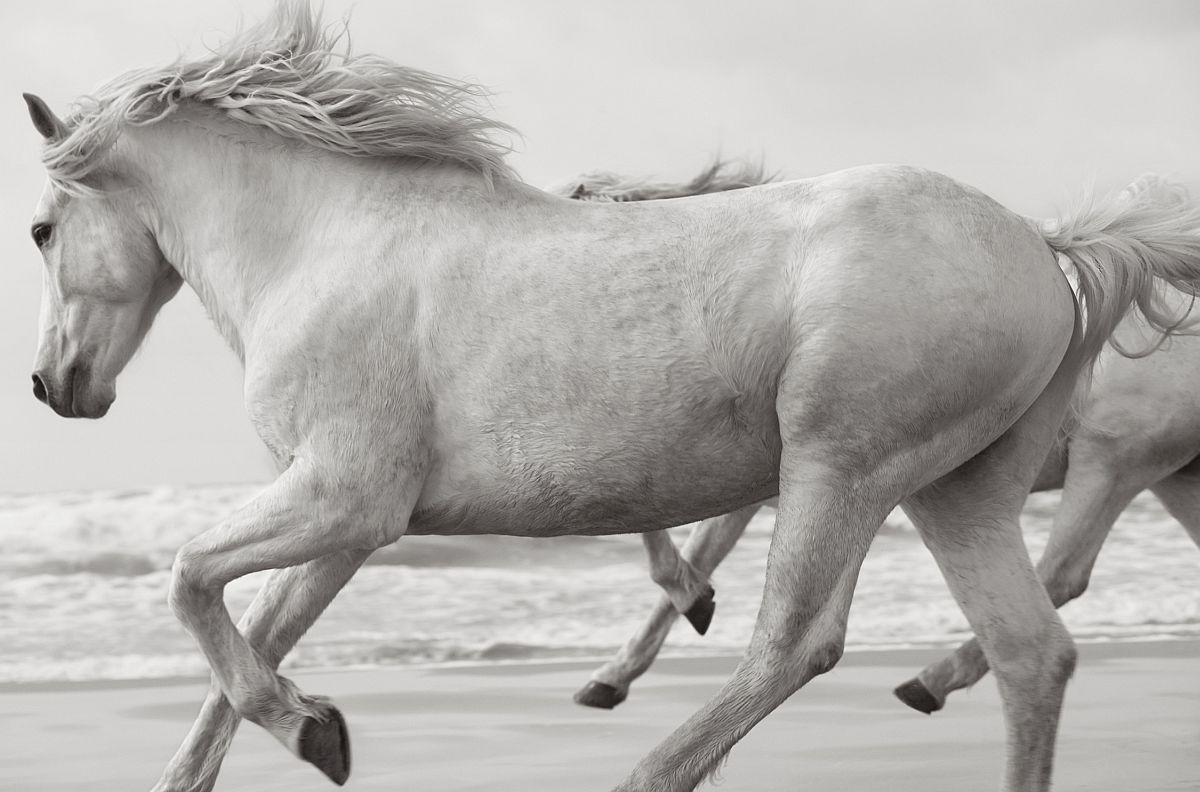 Camargue horses - Horses, Camargue, France, The park, Animals, wildlife, beauty of nature, The photo, Longpost