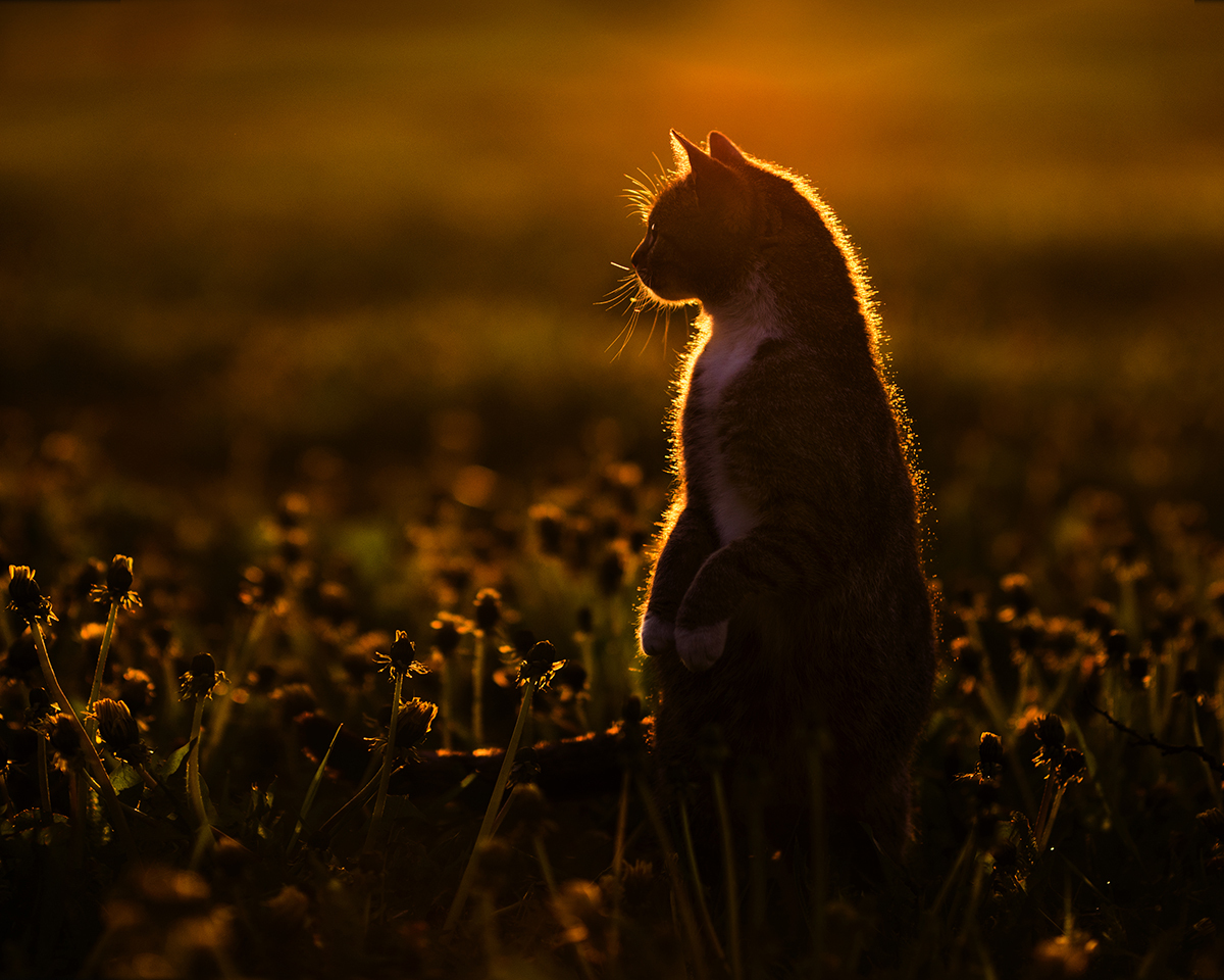 Sunset gatherings - The photo, cat, Sunset