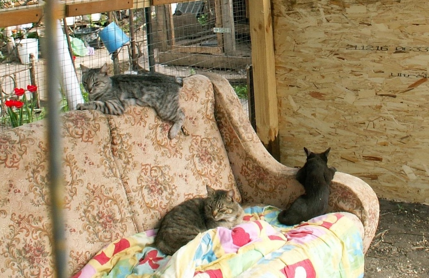 News Cotoland - My, cat, Cotoland, Animals, Spring, Mite, Shelter, Volunteering, Longpost, Shelter Cotoland