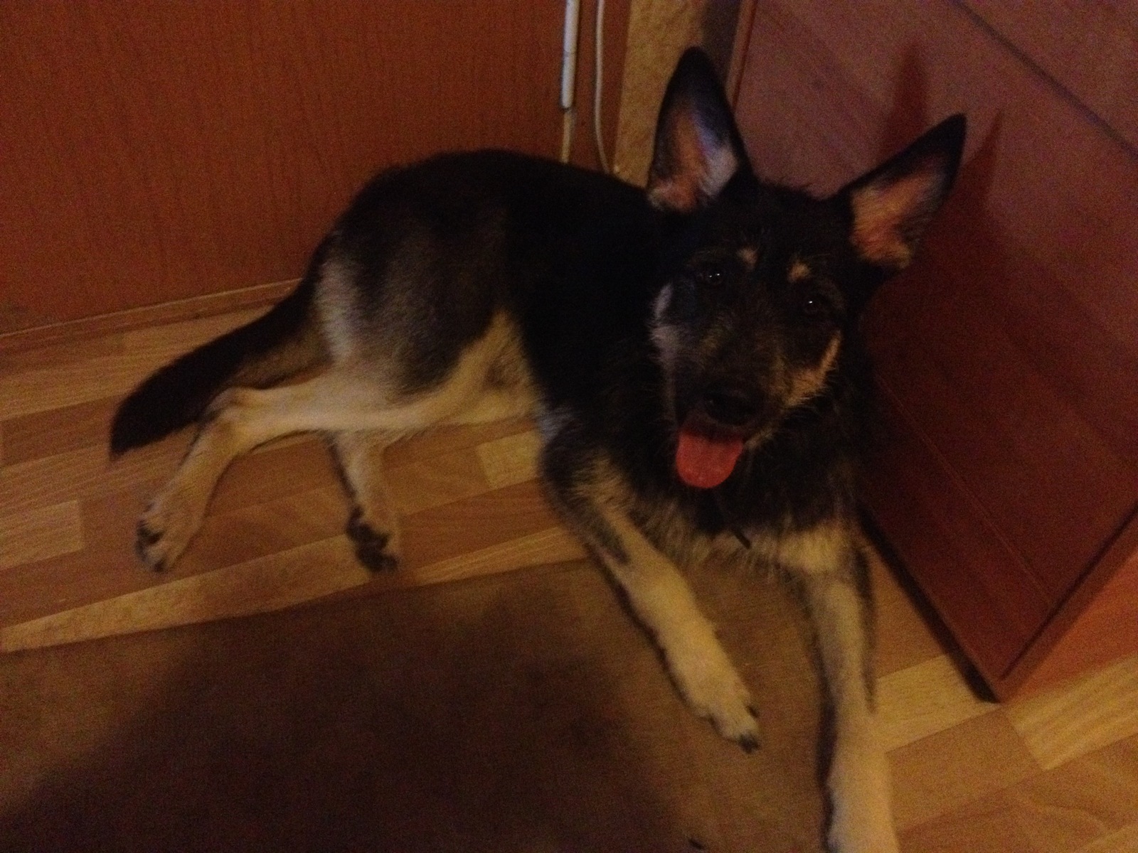 (Owner found) Dog found - My, The dog is missing, Found a dog, Moscow, SEAD, Nekrasovka, Dog