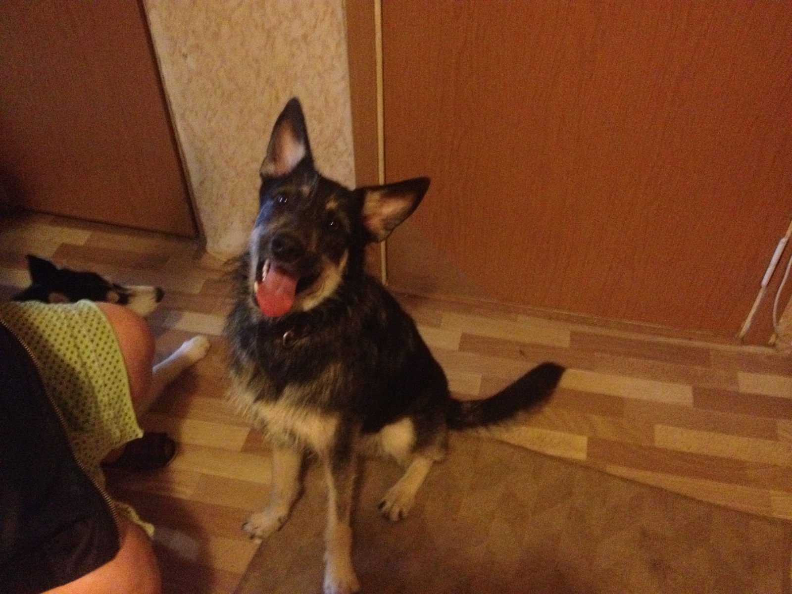 (Owner found) Dog found - My, The dog is missing, Found a dog, Moscow, SEAD, Nekrasovka, Dog