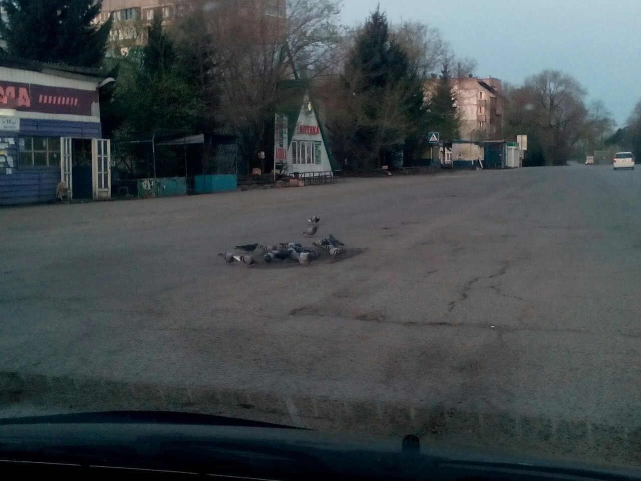 The cause of bad roads is pigeons eating asphalt! - Asphalt, Love and pigeons