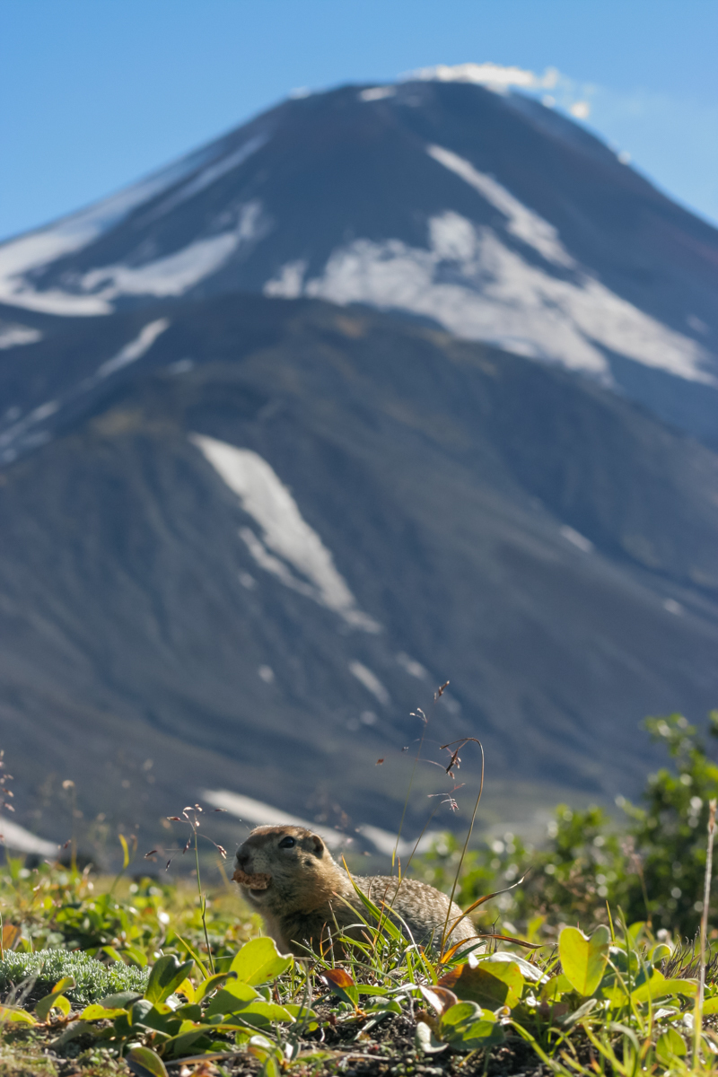 Inhabitants of Kamchatka against the backdrop of majestic volcanoes. - My, Kamchatka, Volcano, Animals, Birds, Nature, Travels, Russia, Longpost, Koryaksky Volcano, , Avachinsky volcano, Vilyuchinsky volcano, Ilyinsky Volcano