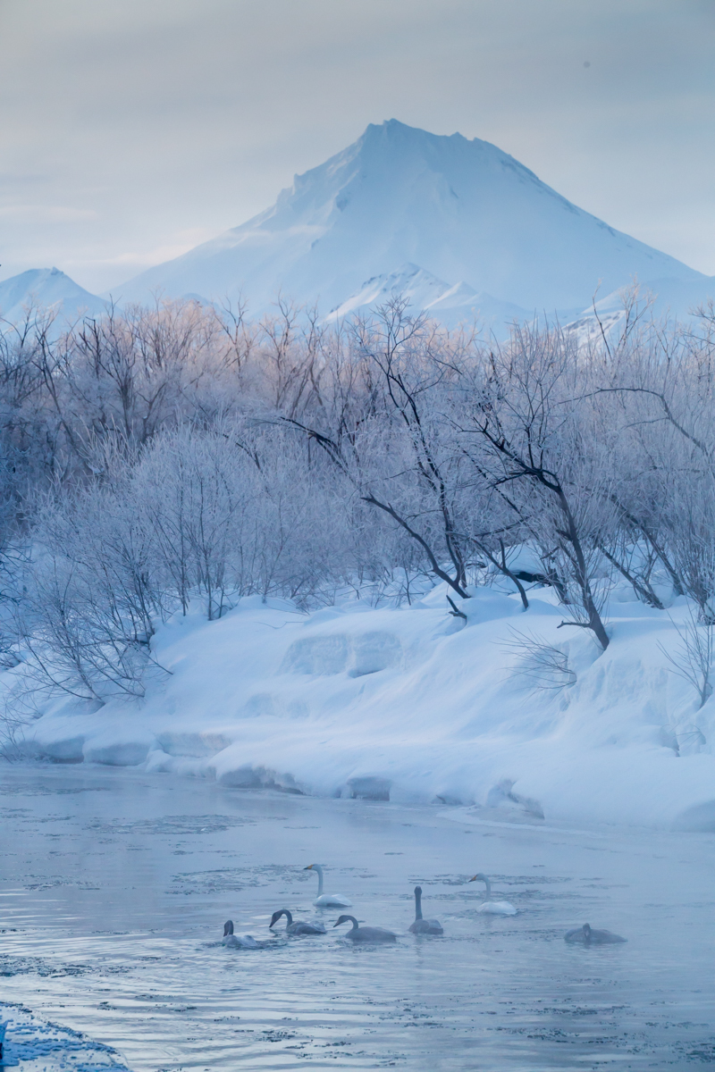 Inhabitants of Kamchatka against the backdrop of majestic volcanoes. - My, Kamchatka, Volcano, Animals, Birds, Nature, Travels, Russia, Longpost, Koryaksky Volcano, , Avachinsky volcano, Vilyuchinsky volcano, Ilyinsky Volcano