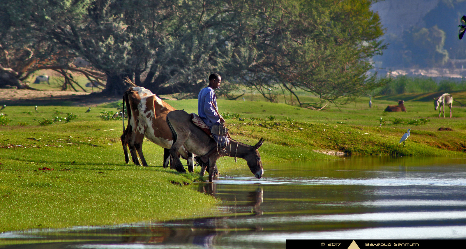 Nile motifs - My, Egypt, Nile, River, Longpost