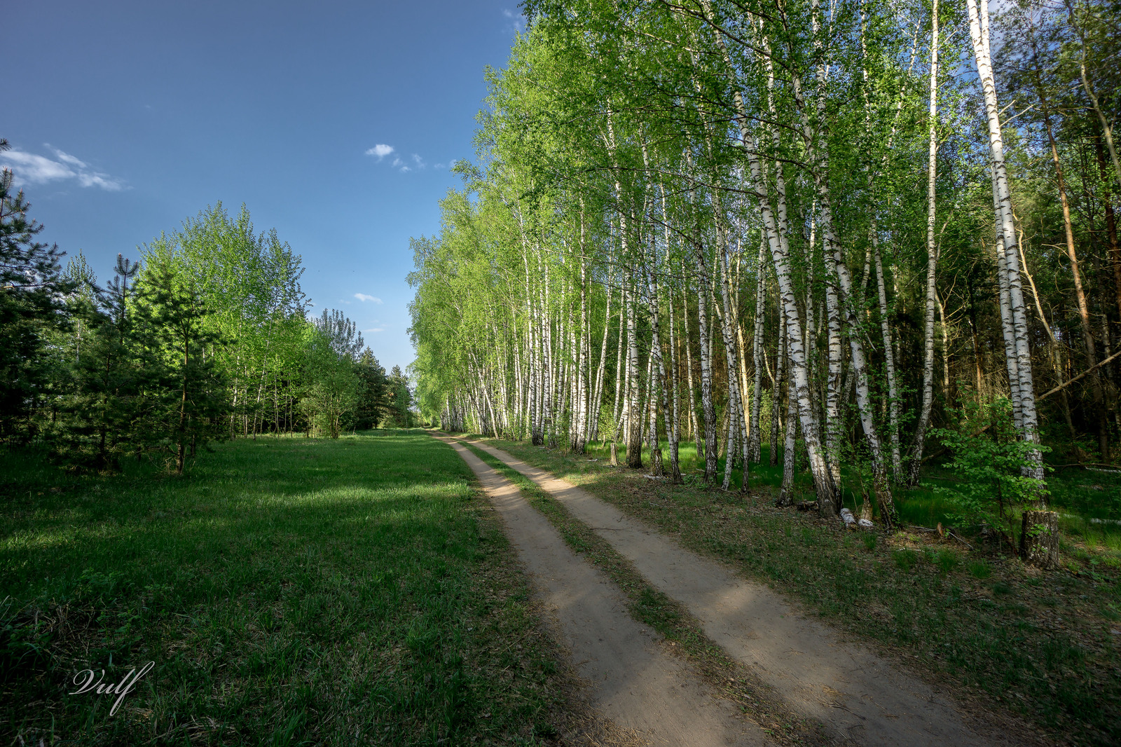 Birches - Birch, Forest, Nature, The photo