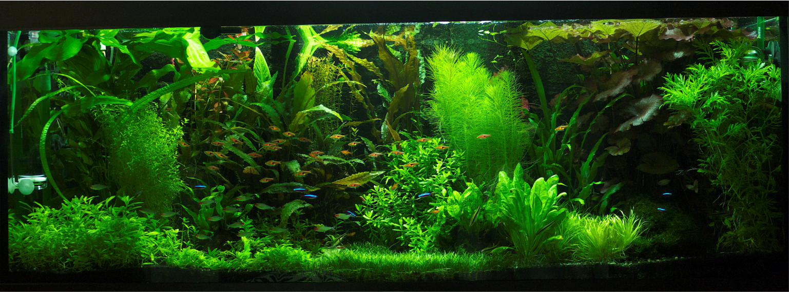 Launch of herbalist 400l, photo: 1) immediately after launch, 2) 2 months, 3) half a year - My, Aquarium, Aquarium, Aquarium fish, Aquarium plants