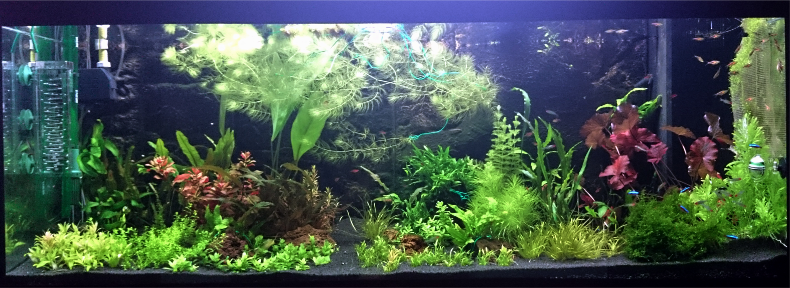 Launch of herbalist 400l, photo: 1) immediately after launch, 2) 2 months, 3) half a year - My, Aquarium, Aquarium, Aquarium fish, Aquarium plants