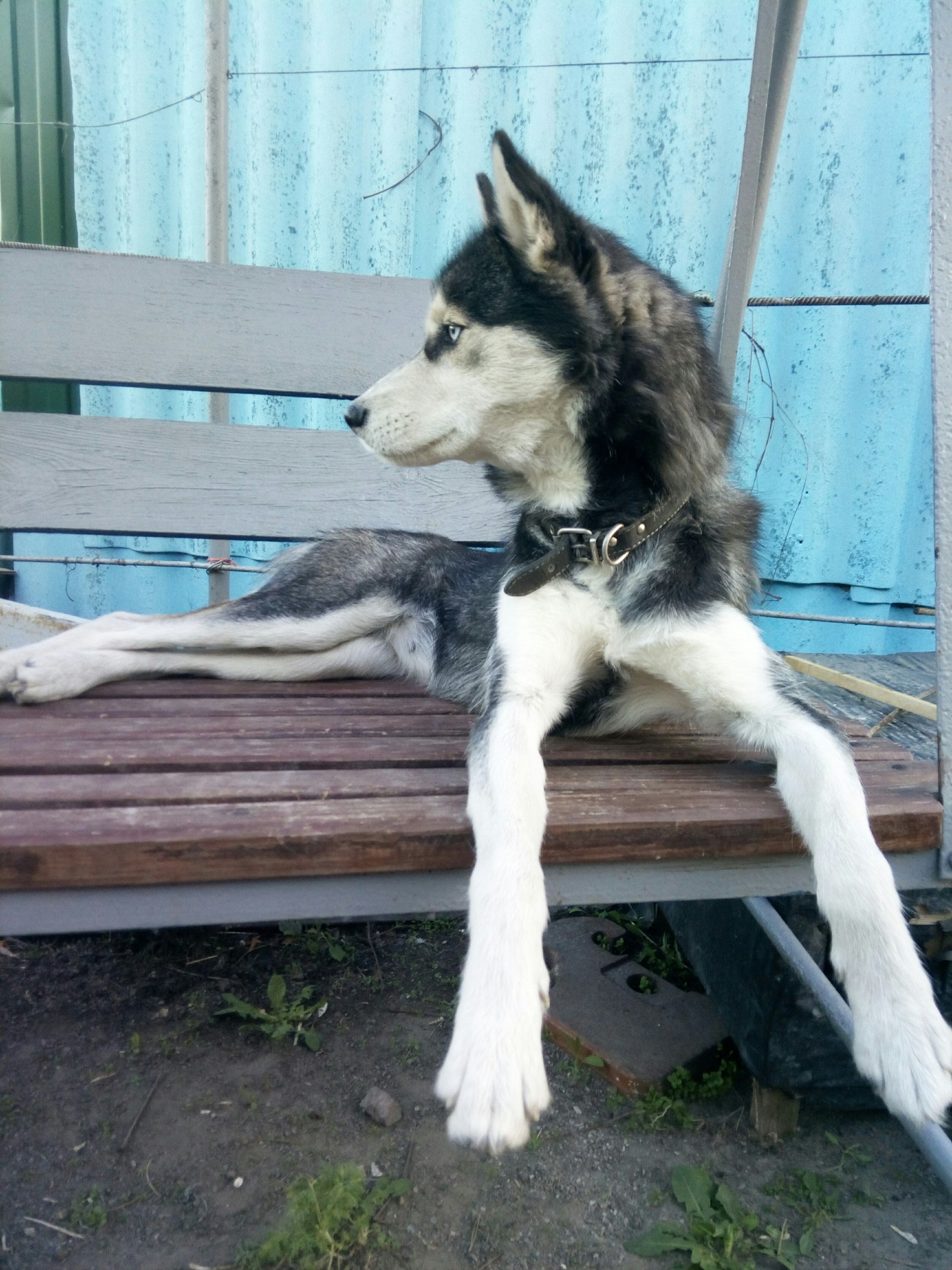 Fashion model Aska - My, Siberian Husky, Dog, Longpost