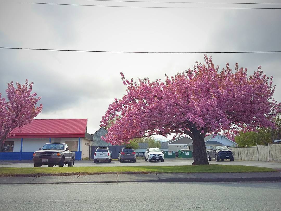 Мой первый визит в Канаду. Vancouver, BC. - Моё, Канада, Ванкувер, Путешествия, Длиннопост