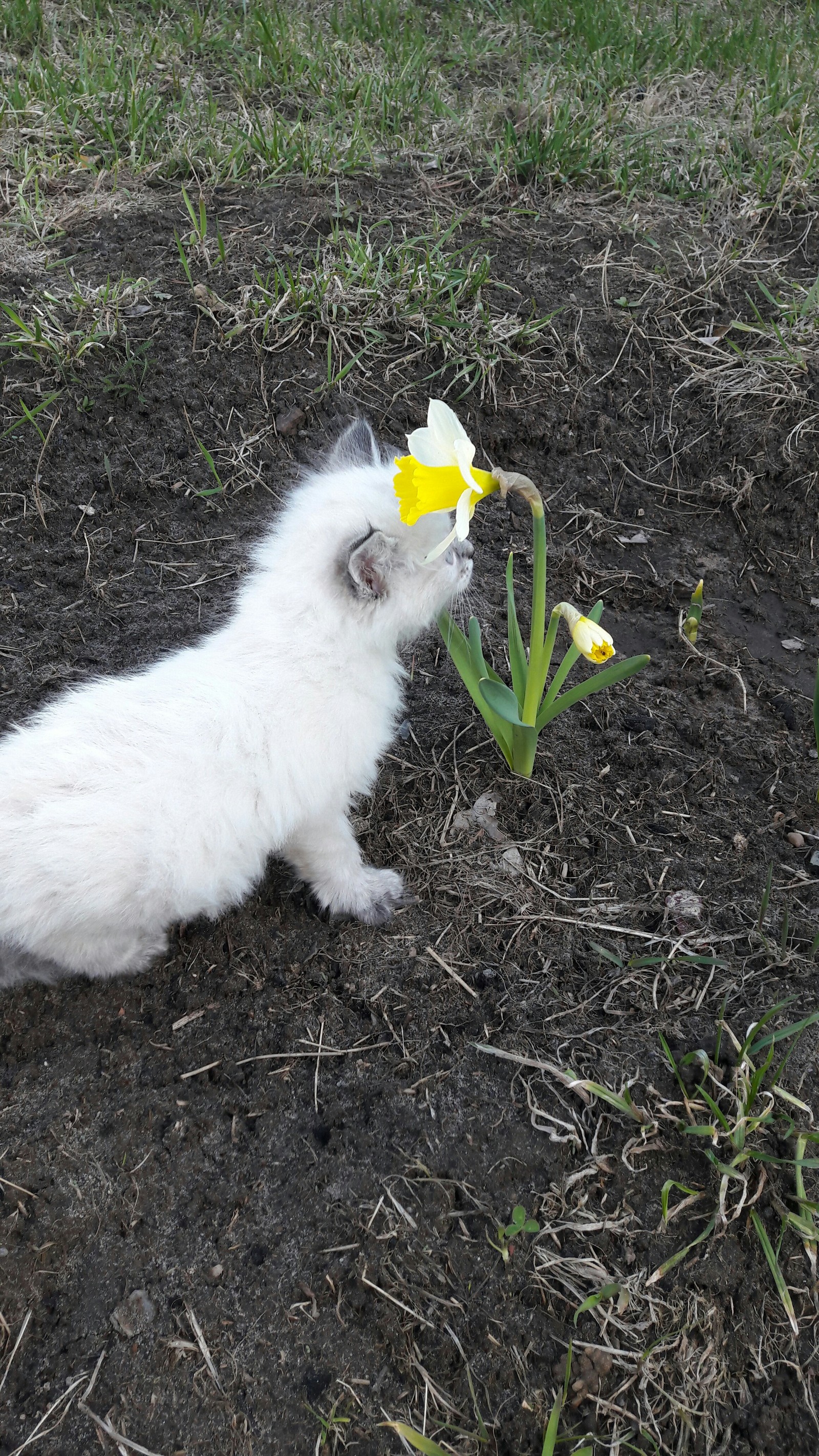 Our first flower - cat, Flowers, beauty