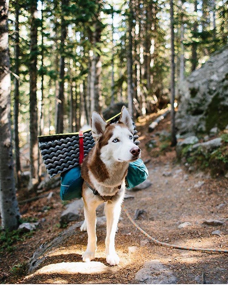 Master, when is the break? - Dog, Forest, Hike, Tourism