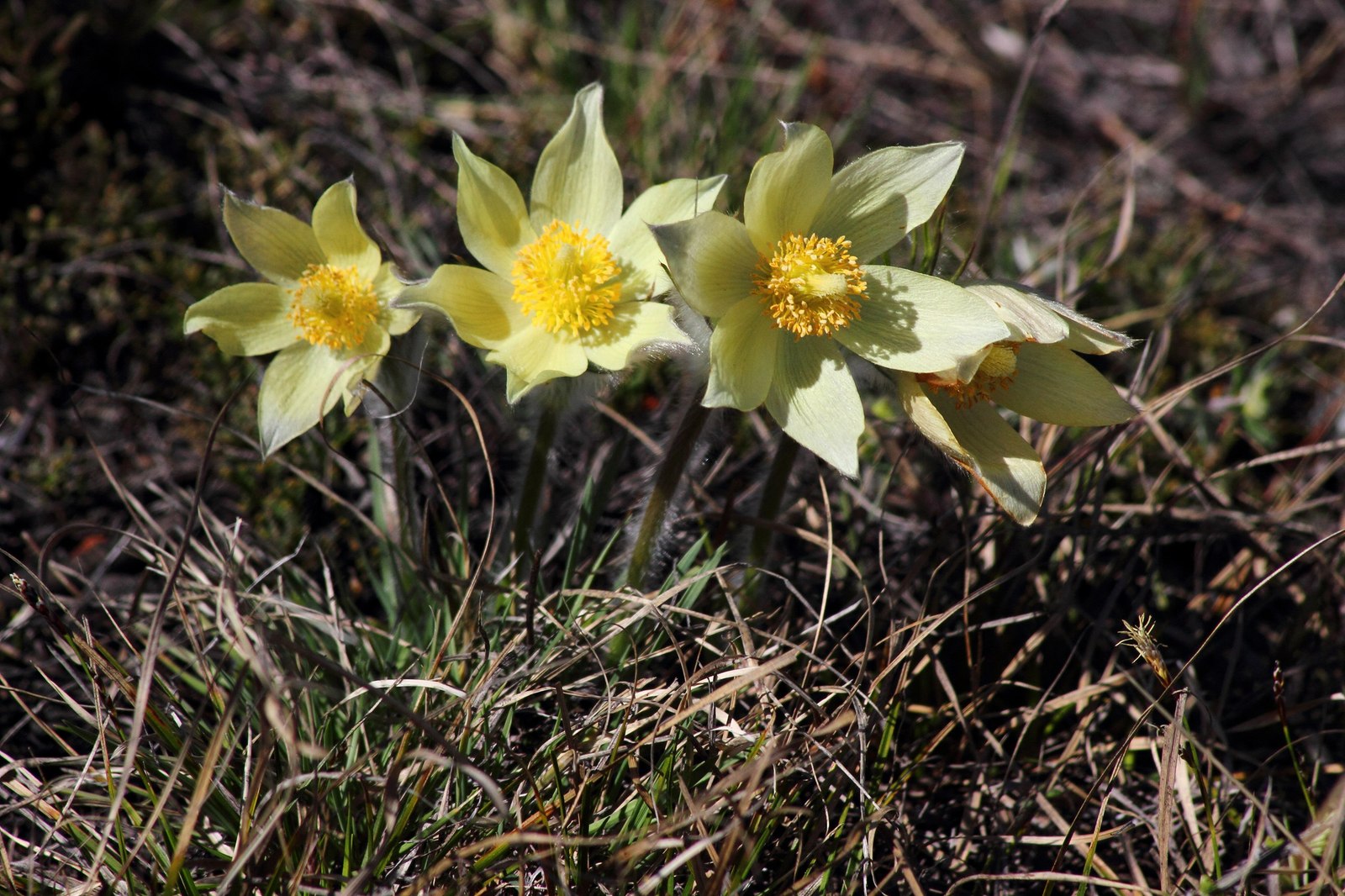 Spring in Siberia 2 - My, Nature, The photo, Tyva Republic, Longpost