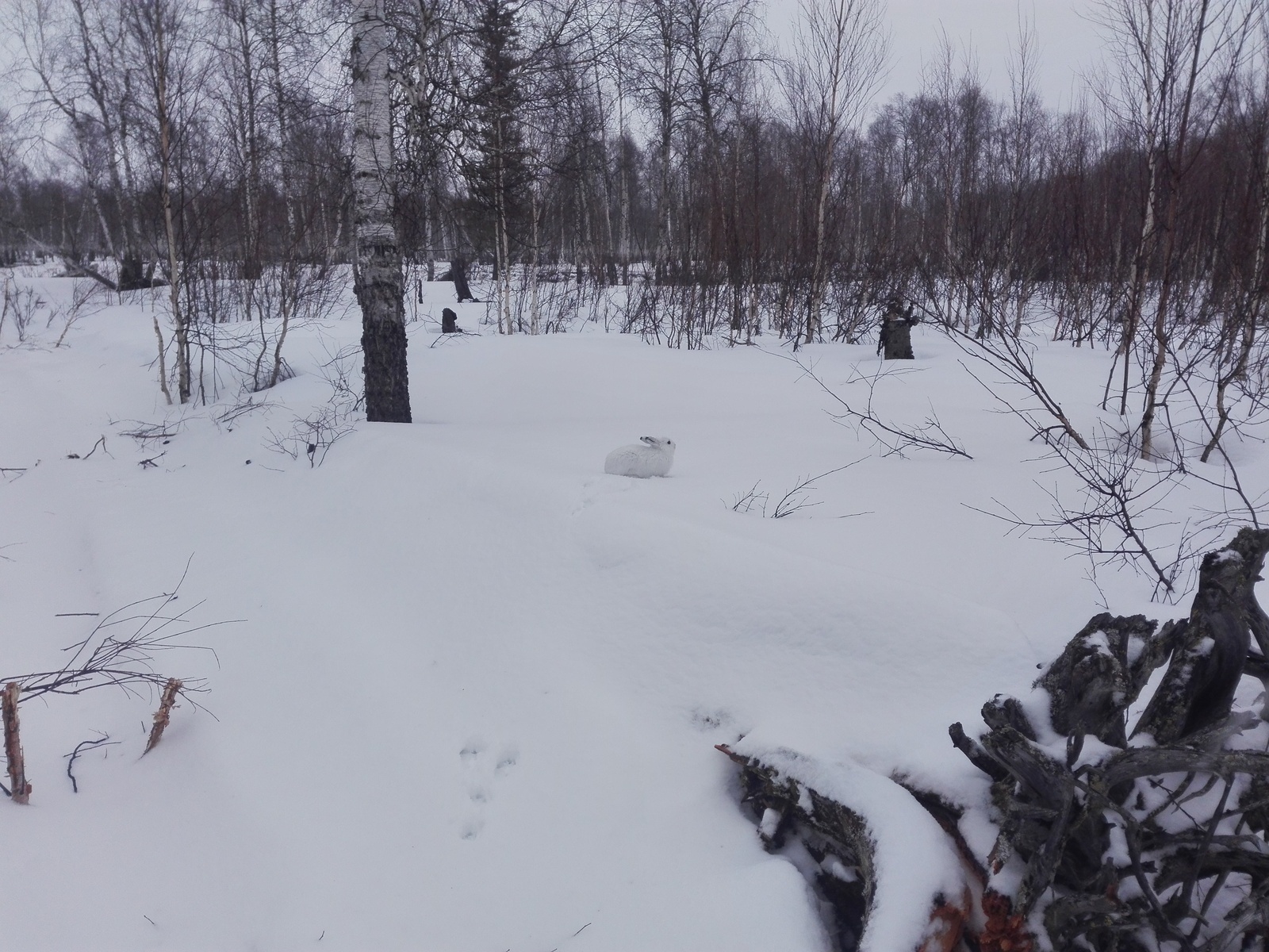 YaNAO, I work in geophysics. I managed to take a close-up picture of the big-eared - My, Hare, wildlife