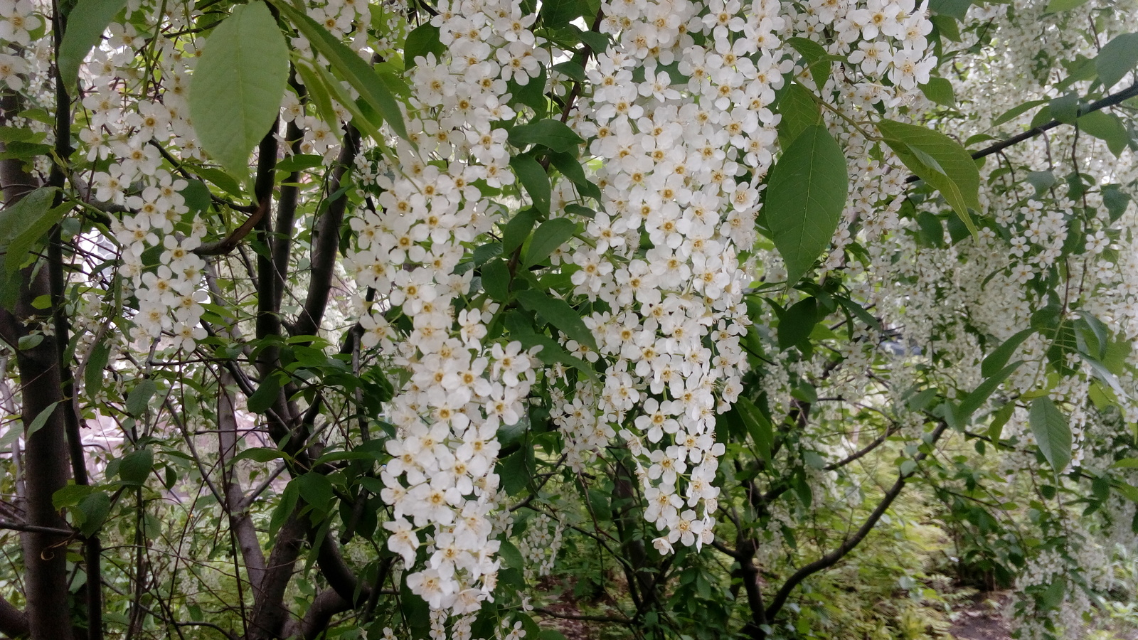 Черемуха - Моё, Черемуха, Душистая