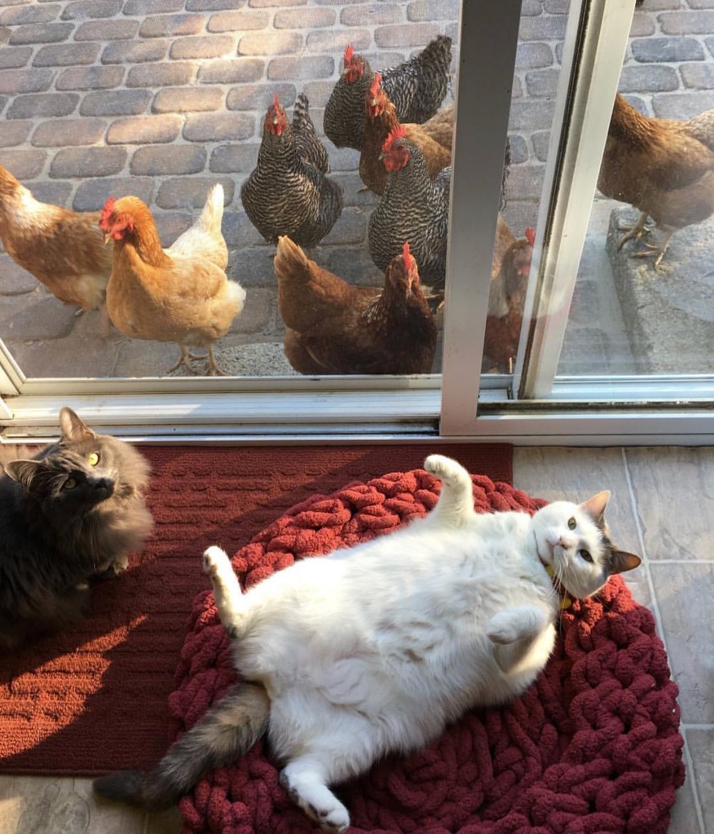 And let the whole world wait - cat, The photo, Hen