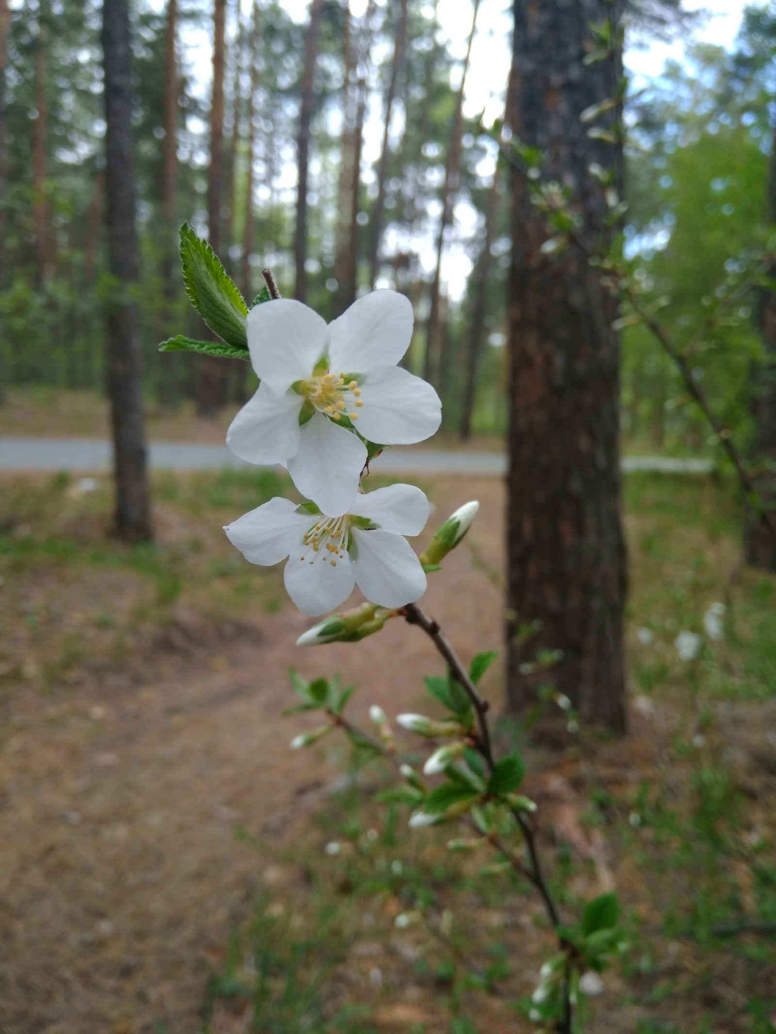 Spring came! - My, Flowers, Forest, Chelyabinsk