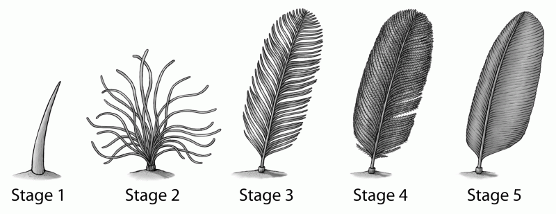 Where did feathers come from and why are they needed? - My, Paleontology, Feather, Evolution, Birds, Longpost