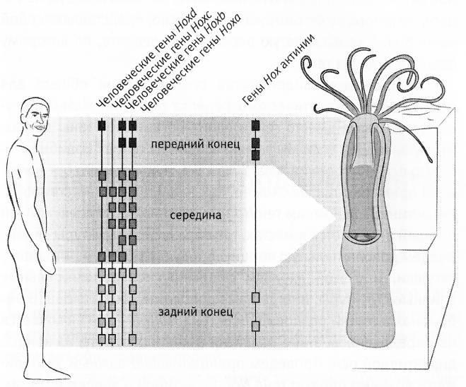 Evolutionary Legacy #3 - The science, Biology, Evolution, Evolution theory, Ontogenesis, A fish, , Longpost