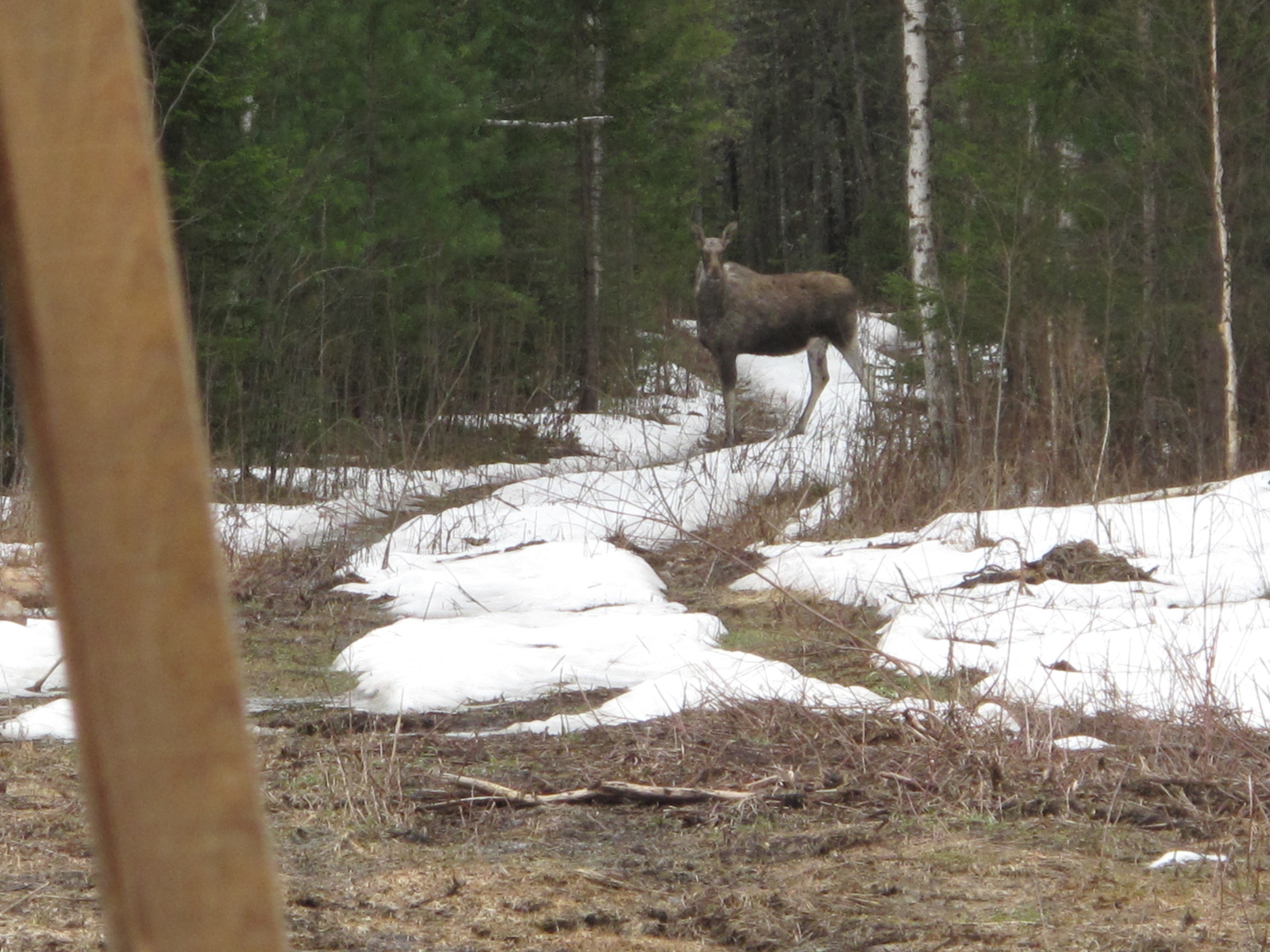 How I went to the zaimka (in the taiga) to make furniture, the beginning (part 1) - My, Furniture, Tomsk, Bear, Zaimka, , Longpost, The Bears