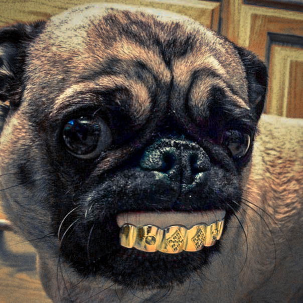 Мопсы | Пикабу