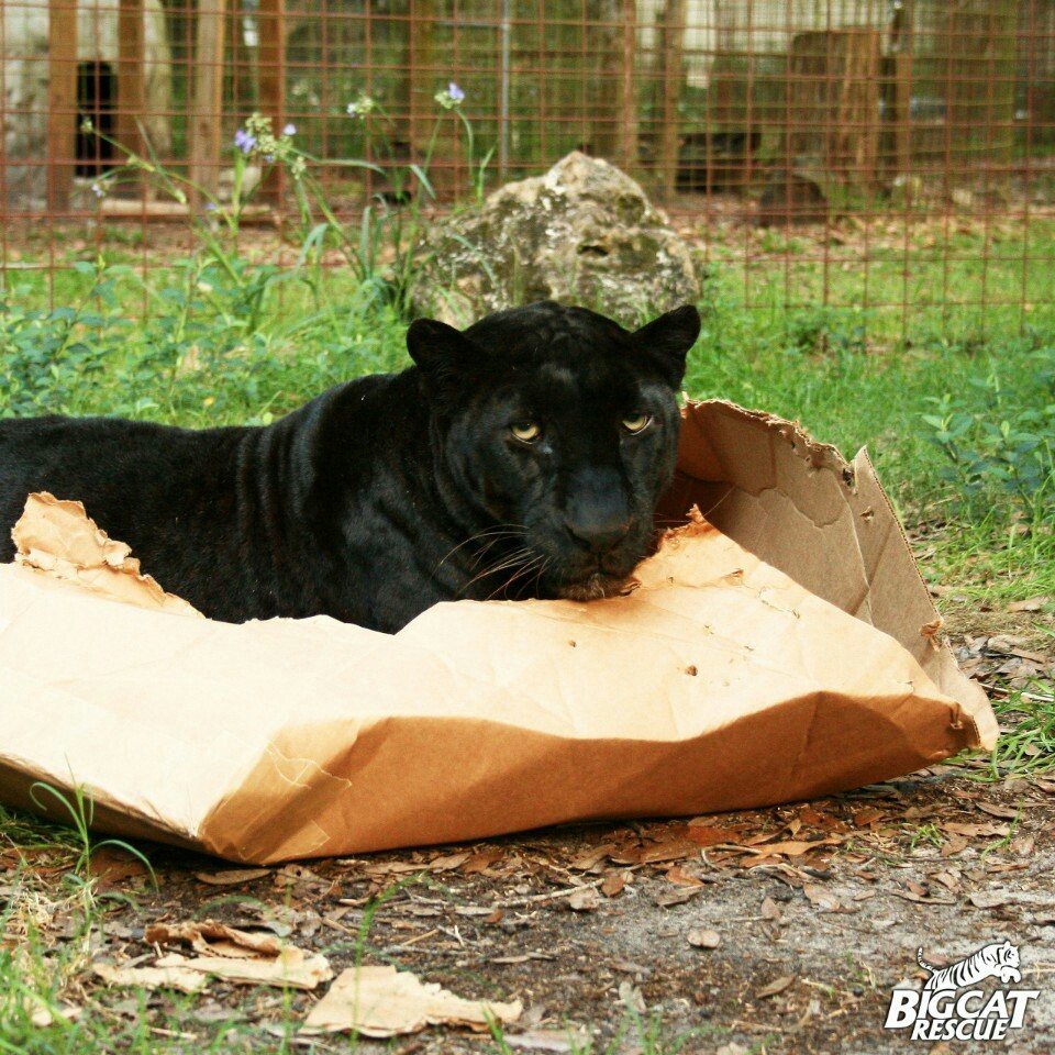 Большие котики тоже любят коробки! - Большие кошки, Коробка и кот, Милота, Факты, Длиннопост