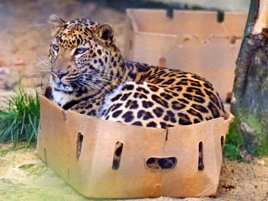 Big cats love boxes too! - Big cats, Box and cat, Milota, Facts, Longpost