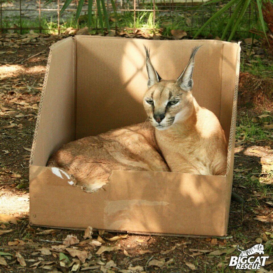 Big cats love boxes too! - Big cats, Box and cat, Milota, Facts, Longpost