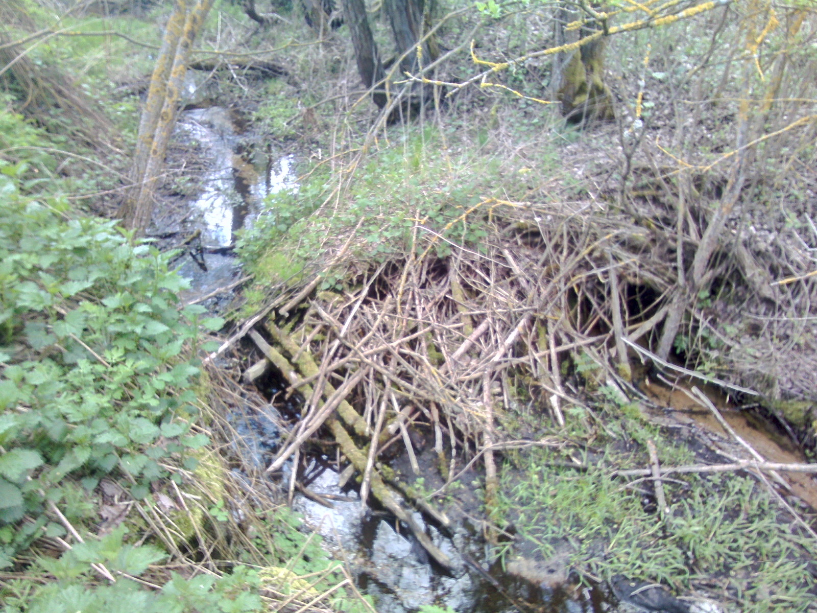 A few beaver dams. - My, Beavers, Nature, The photo, Longpost, Republic of Belarus