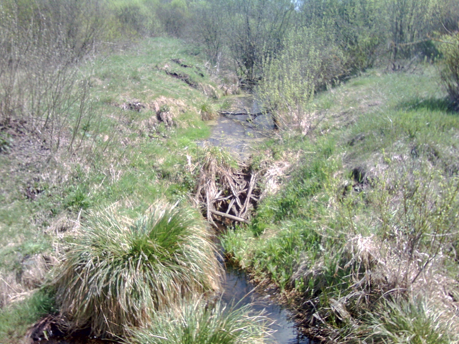 A few beaver dams. - My, Beavers, Nature, The photo, Longpost, Republic of Belarus