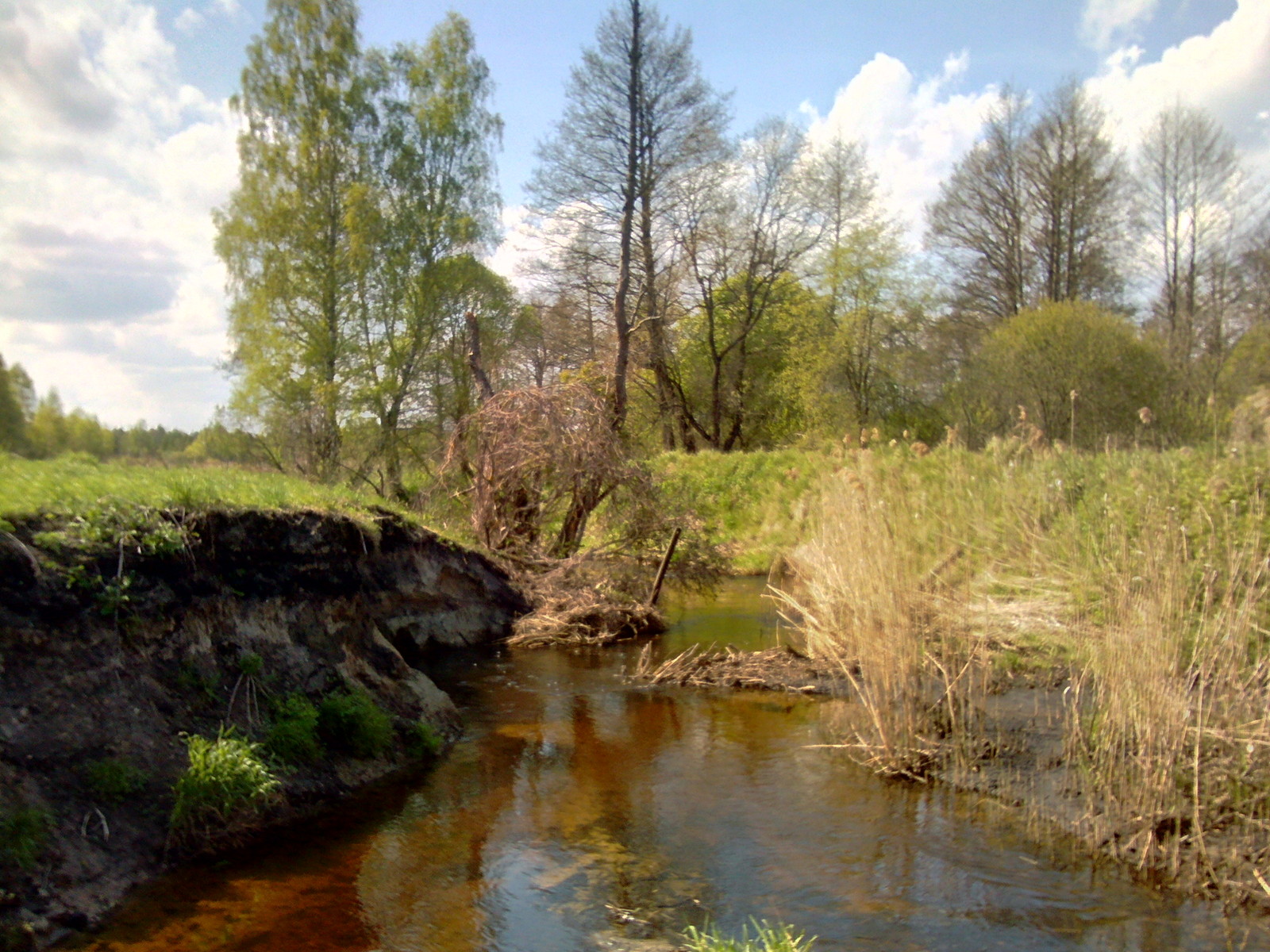 A few beaver dams. - My, Beavers, Nature, The photo, Longpost, Republic of Belarus